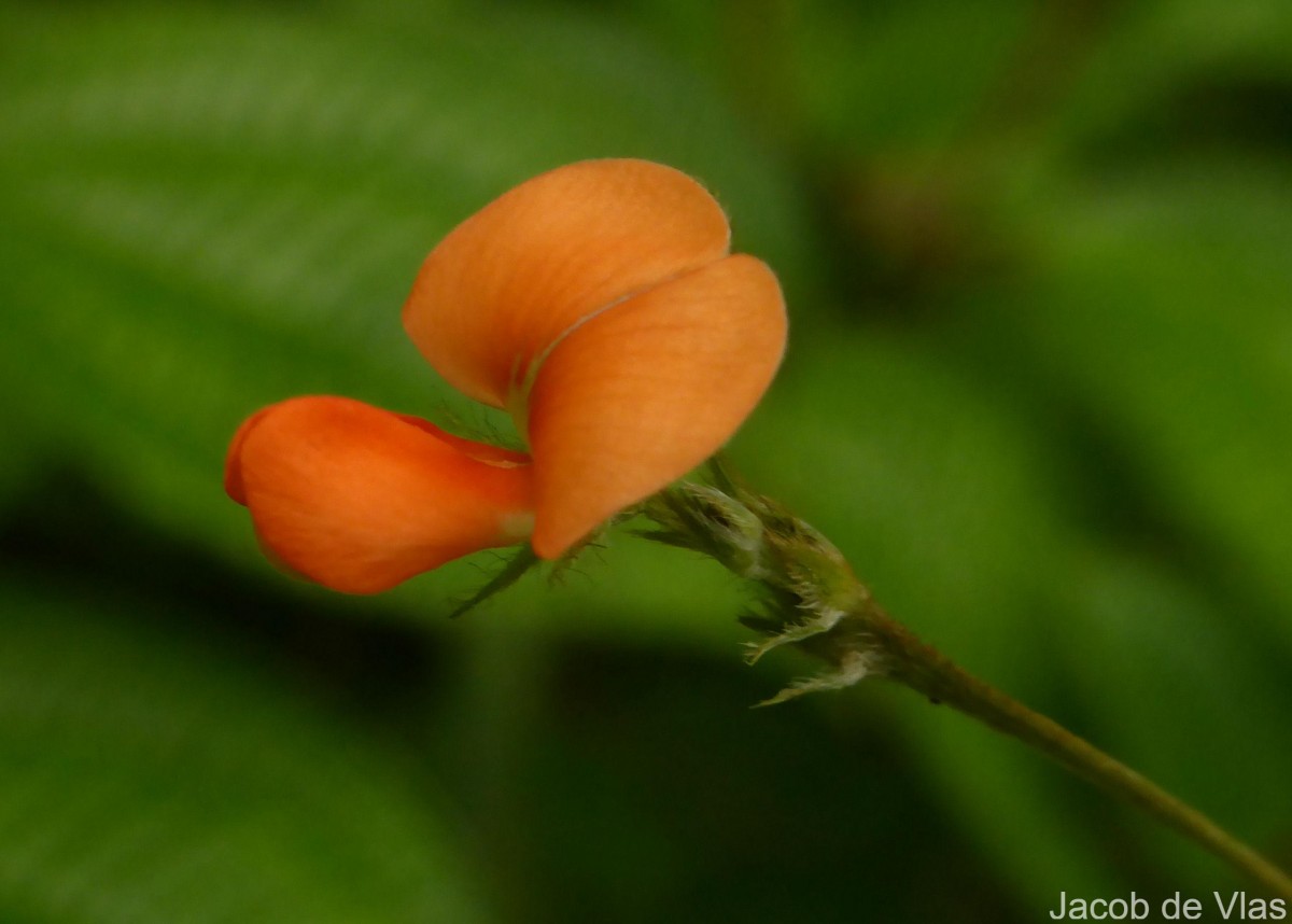 Tephrosia tinctoria (L.) Pers.